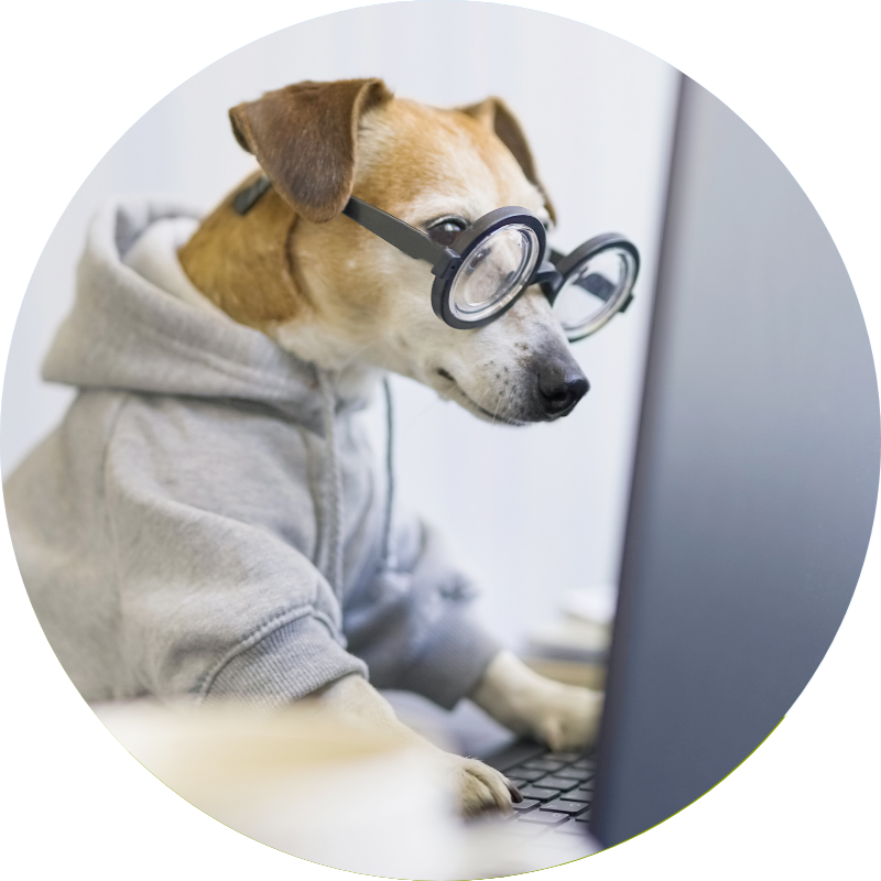 Pets and Remote Work: How Our Furry Friends Boost Productivity and Well Being